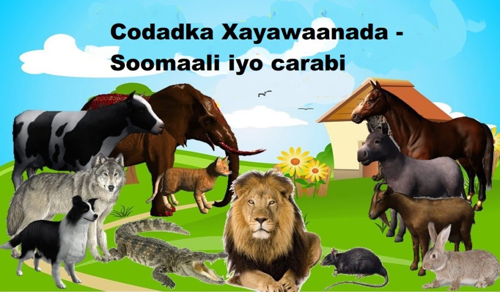 Codadka Xayawaanada – Soomaali iyo carabi – Daruur