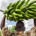 أنواع الموز الصومالي