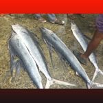 الثروة السمكية الصومالية