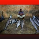 السمك الصومالي