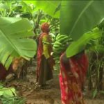 الصوماليات وزراعة الموز