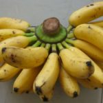 الموز السكري الصومالي
