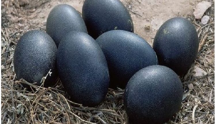 بيض الدجاجة السوداء