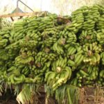 تصدير الموز الصومالي