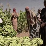 زراعة الموز الصومالي
