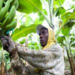 زراعة الموز في جنوب الصومال