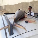 سمك التونة في الصومال