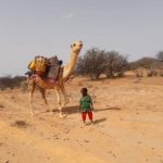 طفل صومالي يقود ناقة