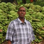 مزارع الموز الصومالي